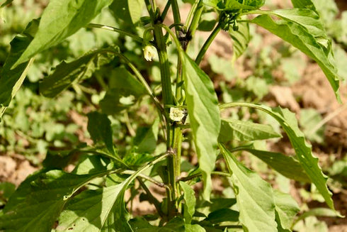 Big Jim Pepper
